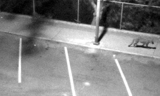 Mountain Lion in San Francisco