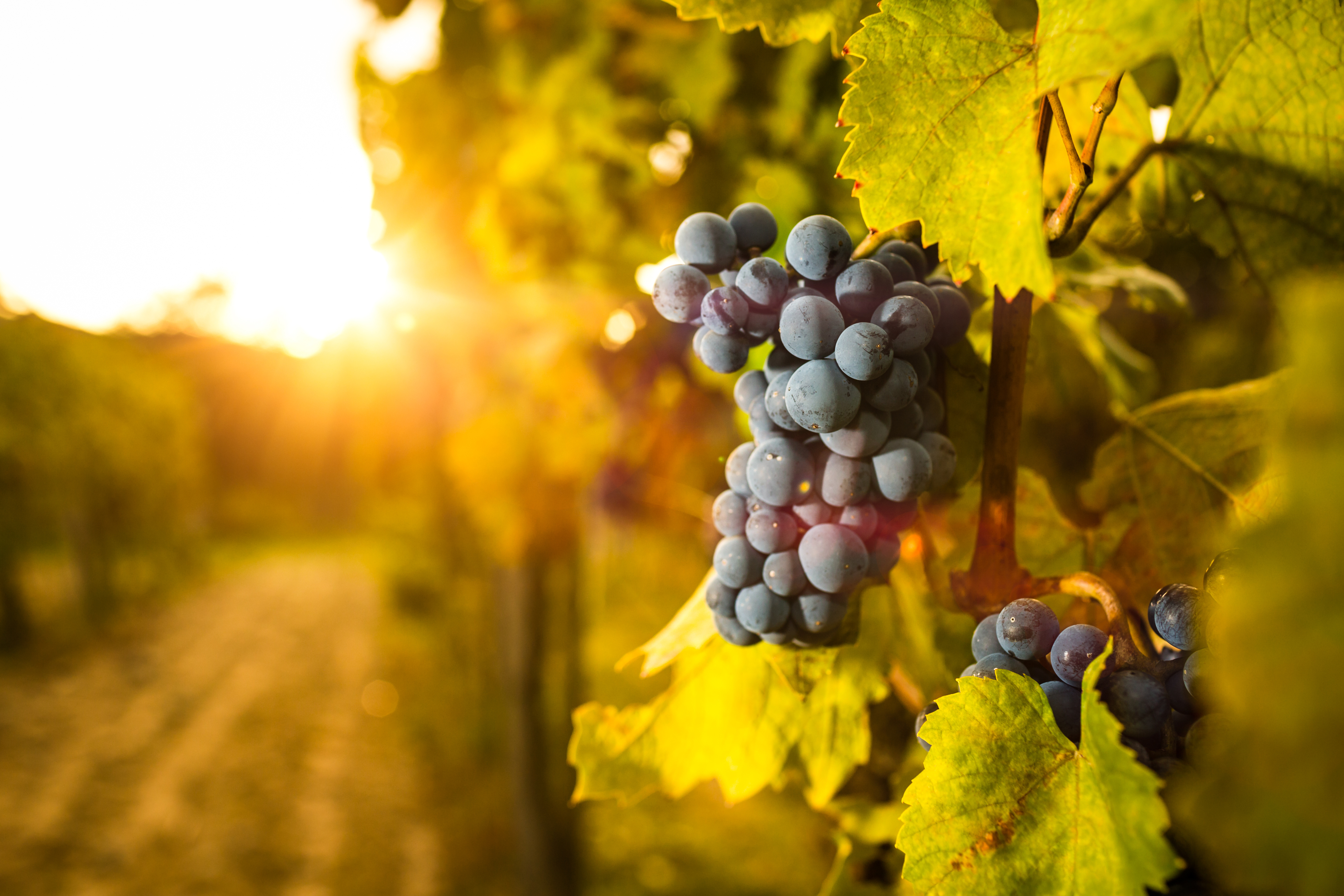 Vineyard Grapes With Sun