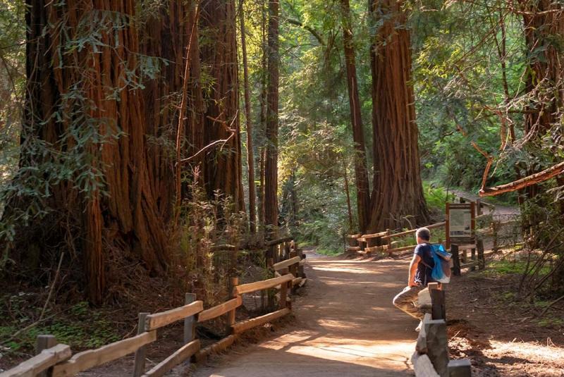 5 Easy Ideas To Master Seo