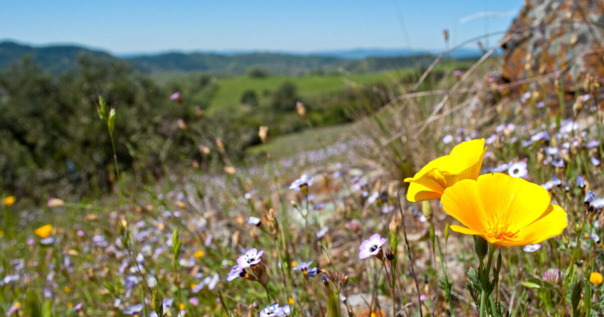 Budget Travel | Wine Country in Bloom: Springtime Fun in Sonoma County
