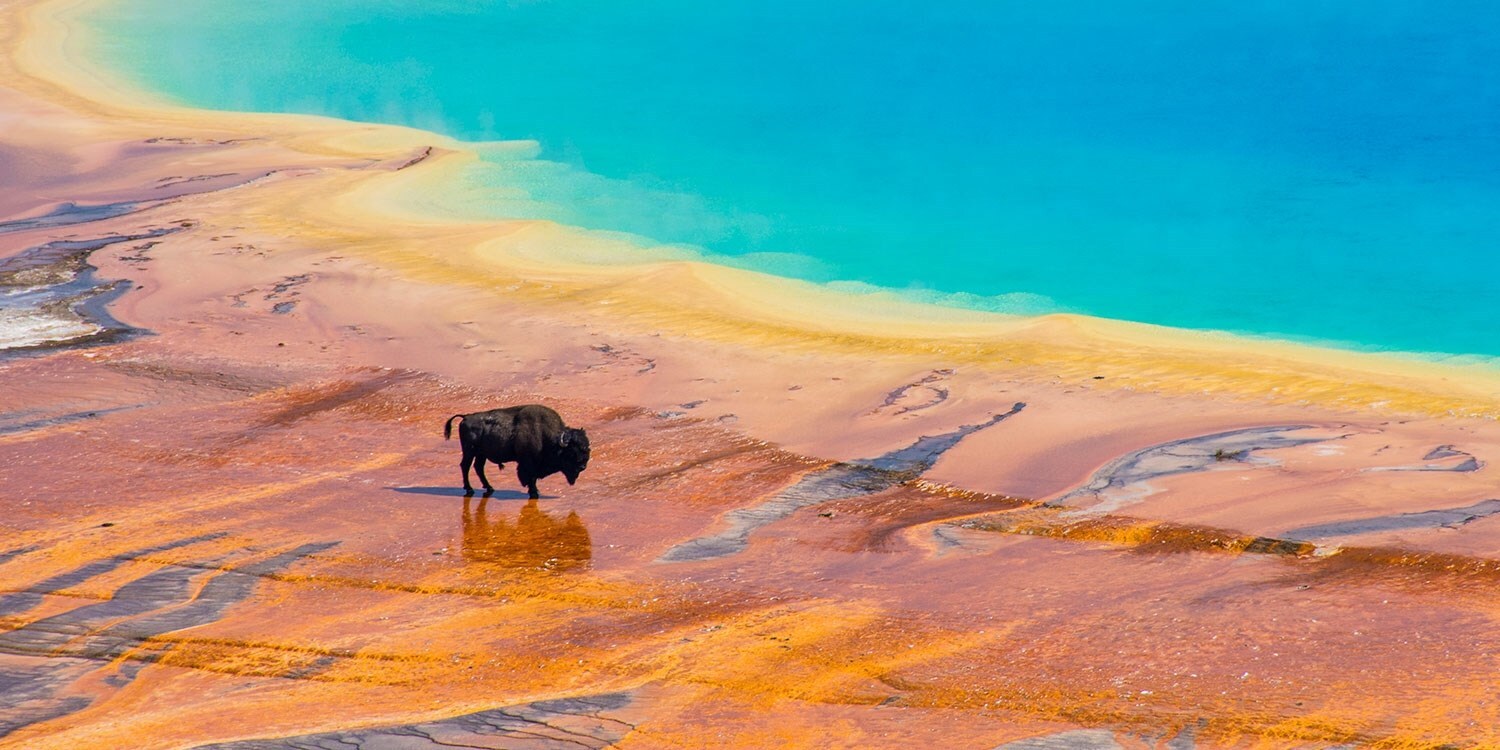 Tzoo 69765 0 1227310 Bison Yellowstone i Stock 1143734802